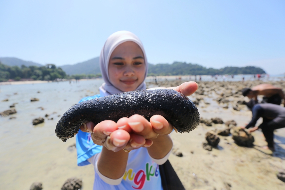 Manjung Municipal Council (Duty-Free Island Management Unit) assistant administrative officer Nur Aniessa Abd Aziz holds a sea cucumber that was found during the annual parting sea phenomenon at Pulau Giam February 12, 2024. — Bernama pic